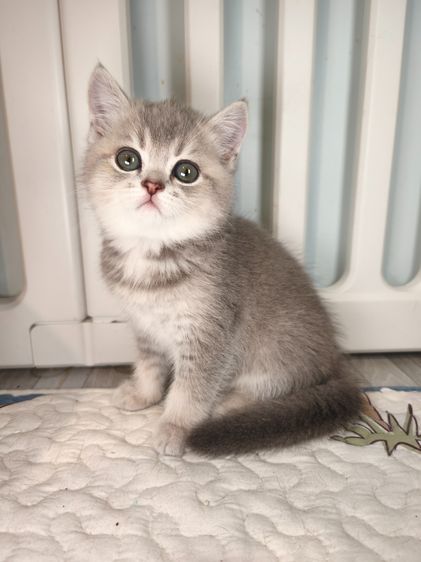 munchkin เพศหญิงขายาวสี AY รูปที่ 2