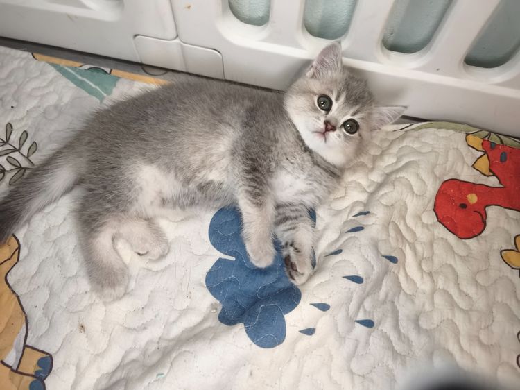 มันช์กิ้น (Munchkin) munchkin เพศหญิงขายาวสี AY