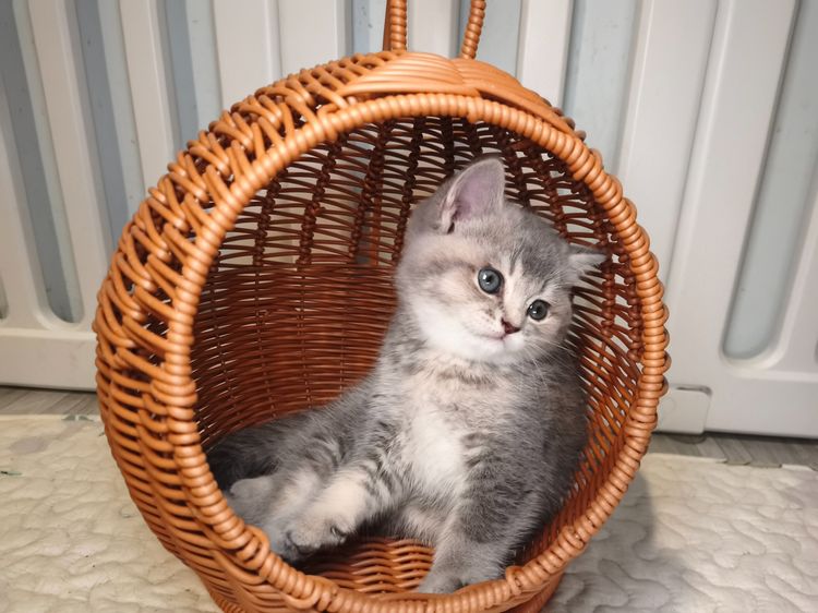 munchkin เพศหญิงขายาว  รูปที่ 5