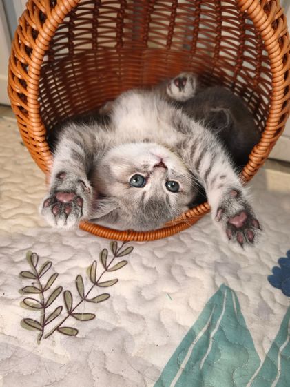 munchkin เพศหญิงขายาว  รูปที่ 2