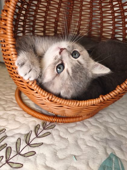munchkin เพศหญิงขายาว  รูปที่ 3