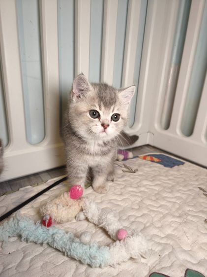 munchkin เพศหญิงขายาว  รูปที่ 6