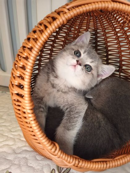 munchkin เพศหญิงขายาว  รูปที่ 4
