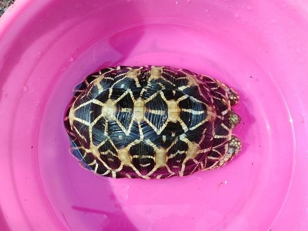 เต่าดาวอินเดีย สวยงาม รูปที่ 6