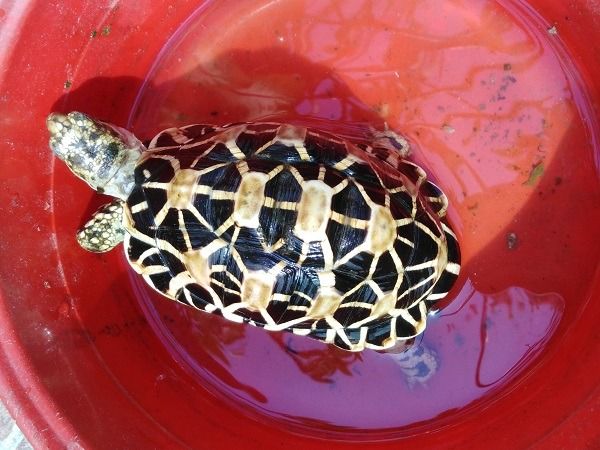 เต่าดาวอินเดีย สวยงาม