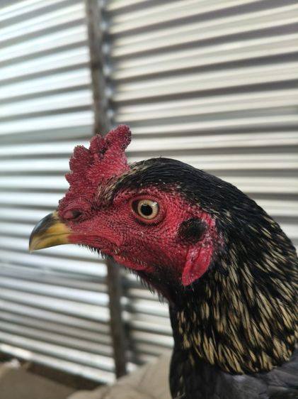 ไก่หนุ่มคัดผ่าน มีคริป