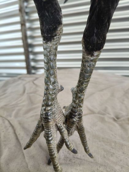 ไก่หนุ่มคัดผ่าน มีคริป รูปที่ 5