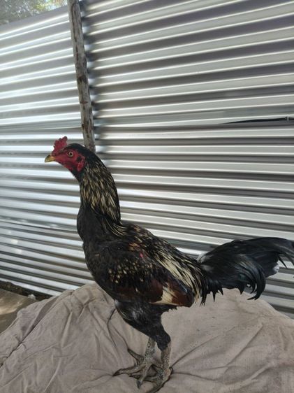 ไก่หนุ่มคัดผ่าน มีคริป รูปที่ 2