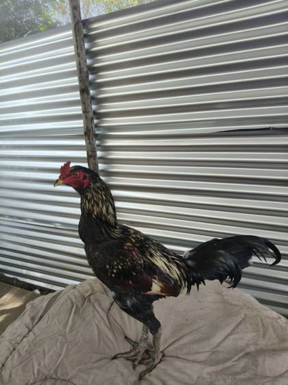 ไก่หนุ่มคัดผ่าน มีคริป รูปที่ 4