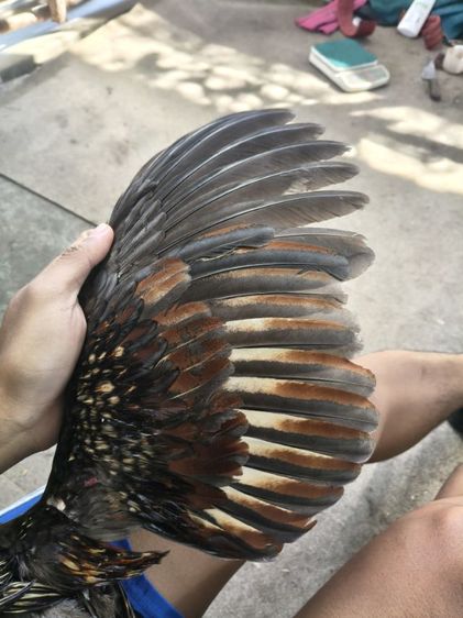 ไก่หนุ่มคัดผ่าน มีคริป รูปที่ 8