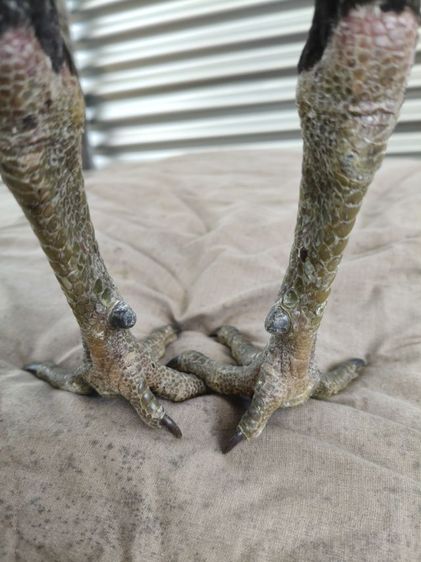 ไก่หนุ่มคัดผ่าน มีคริป รูปที่ 6