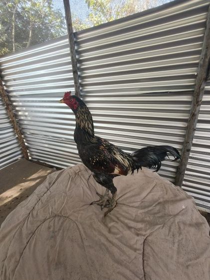 ไก่หนุ่มคัดผ่าน มีคริป รูปที่ 3