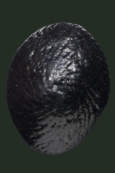 เบี้ยแกมีปรอท รูปที่ 2