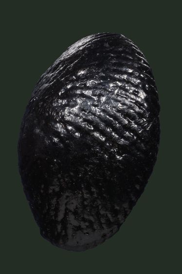 เบี้ยแกมีปรอท รูปที่ 3