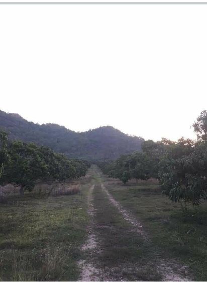 ขายที่ดินวิวภูเขา 32 ไร่ 1 งาน 4 ตรว. อ.ปากช่อง โคราช รูปที่ 3