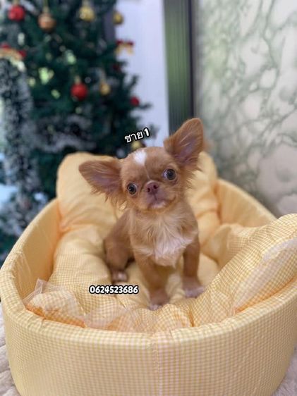 ชิวาวา (Chihuahua) เล็ก ชิวาวา