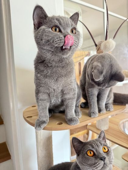 บริติช ช๊อตแฮร์บลู รูปที่ 2