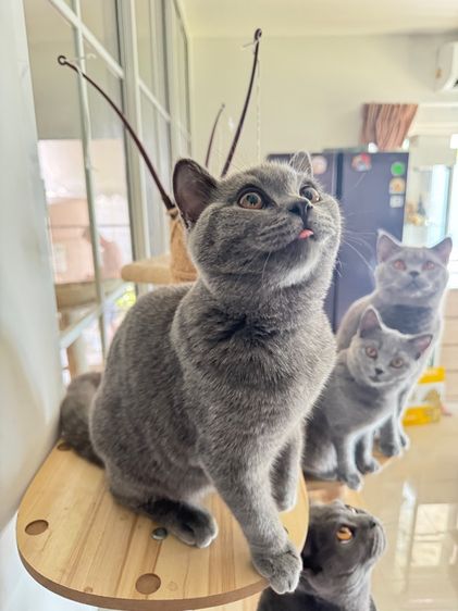 บริติช ช๊อตแฮร์บลู รูปที่ 5