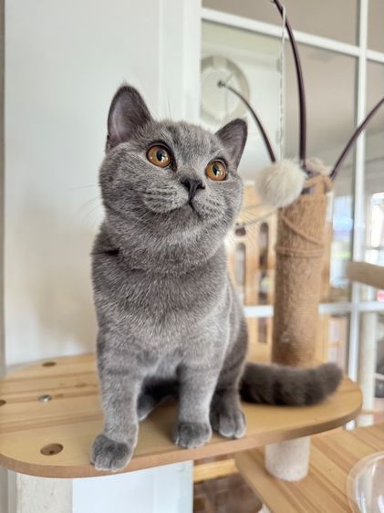 บริติช ช๊อตแฮร์บลู รูปที่ 9