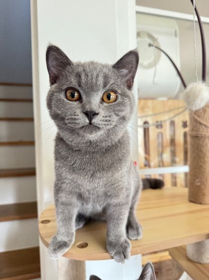 บริติช ช๊อตแฮร์บลู รูปที่ 4