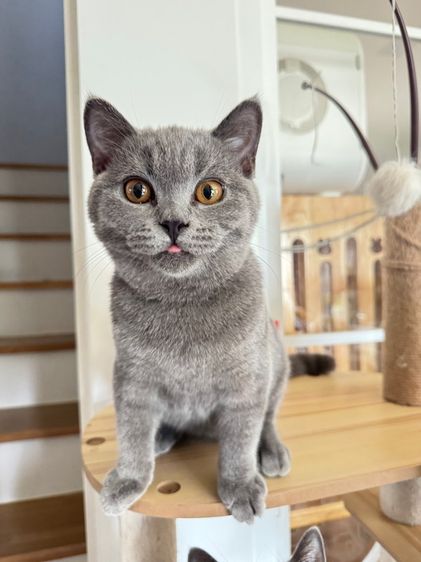 บริติช ช๊อตแฮร์บลู รูปที่ 7