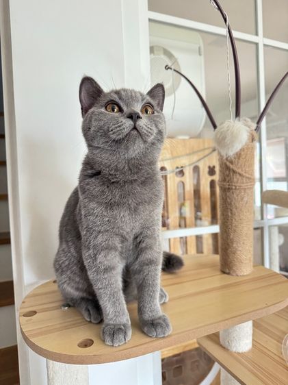 บริติช ช๊อตแฮร์บลู รูปที่ 12