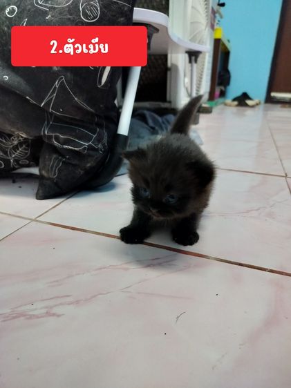 แมวเปอร์เซีย รูปที่ 2
