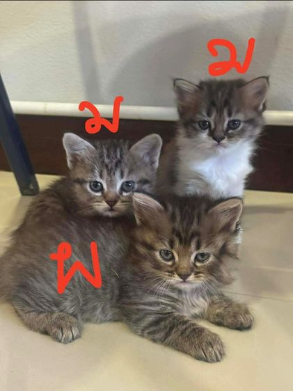 ลูกแมวเปอร์เซียกับสก็อตติสโฟ