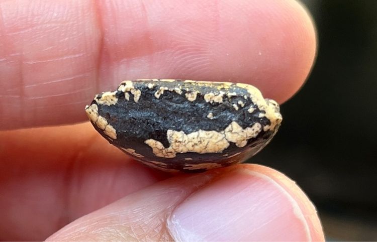 พระกรุวัดรังษี รูปที่ 4