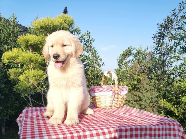 โกลเด้นตัวเมียวัคซีนแล้ว1เข็มสายเลือดดี รูปที่ 2