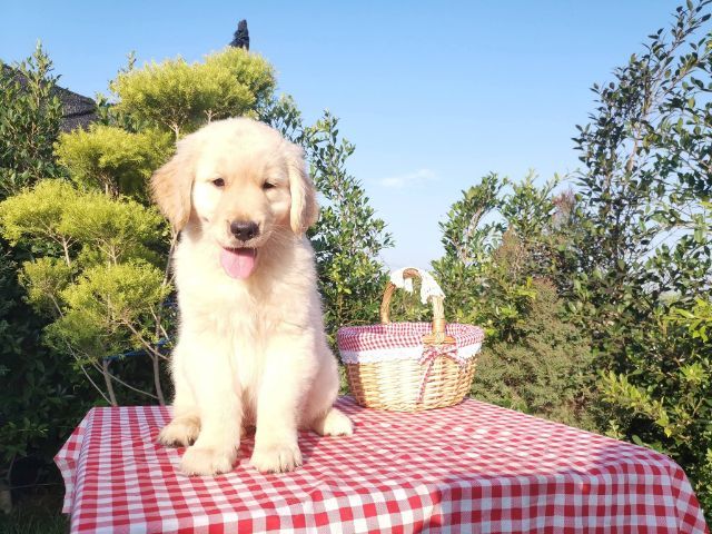 โกลเด้นรีทรีฟเวอร์ (Golden Retriever) ใหญ่ โกลเด้นตัวเมียวัคซีนแล้ว1เข็มสายเลือดดี