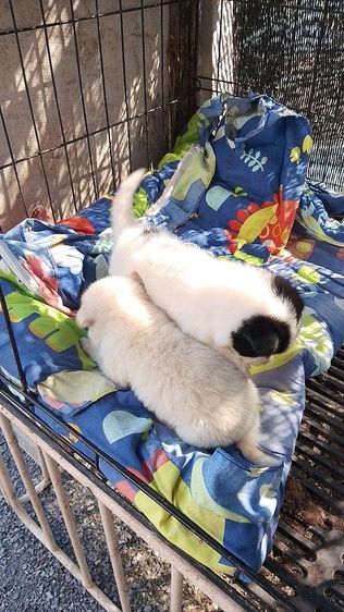 สปิตผสมชิวาวา รูปที่ 4