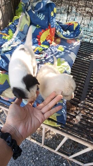 สปิตผสมชิวาวา