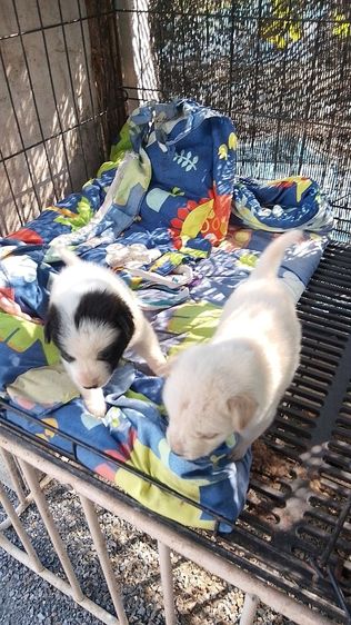 สปิตผสมชิวาวา รูปที่ 3