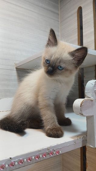 สก็อตติช โฟลด์ (Scottish Fold) แมวสก้อตติช เพศเมียเพศผู้วัคซีนแล้ว1เข็มก่อนย้ายตรวจหัดแมวฟรีรับประกันเอดส์แมวกับรูคีเมียคะ