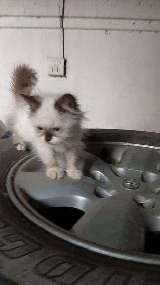 สก็อตติชเปอร์เซีย รูปที่ 2