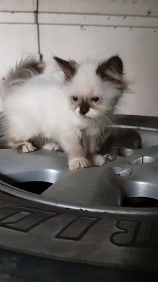 สก็อตติชเปอร์เซีย รูปที่ 6