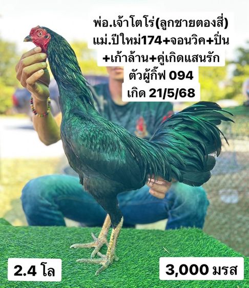 ไก่ชน รูปที่ 3