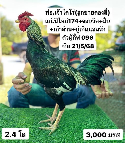 ไก่ชน