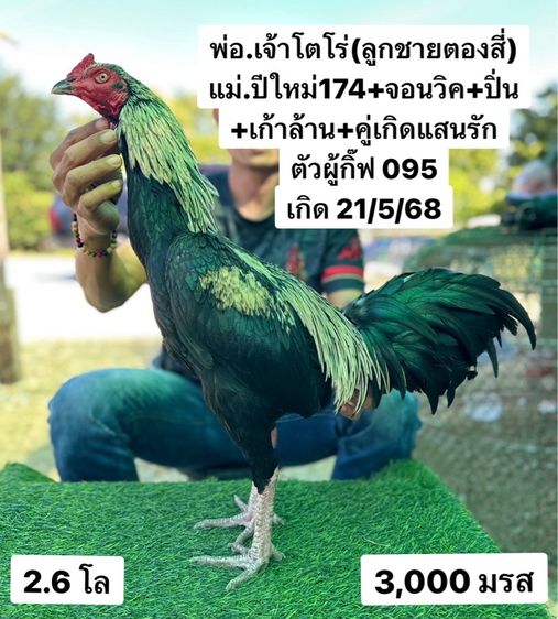 ไก่ชน รูปที่ 2