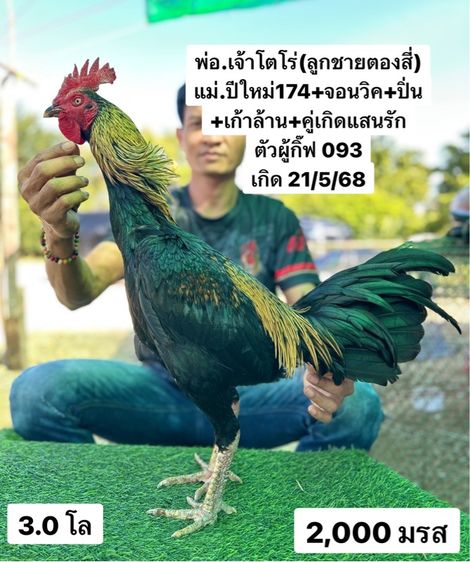 ไก่ชน รูปที่ 4