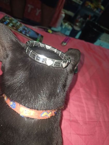 เงิน   สร้อยข้อมือในภาพคือ สร้อยข้อมือชาร์มอิตาเลียน