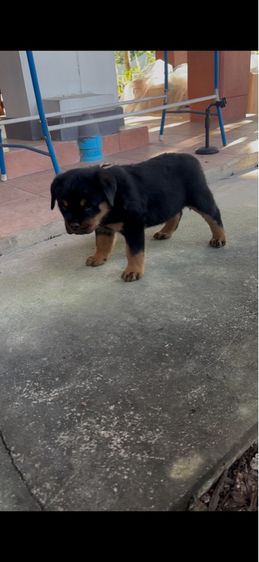 ร็อตไวเลอร์ รูปที่ 2