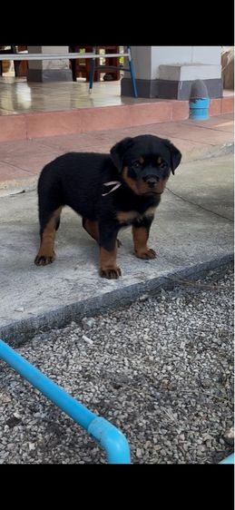 ร็อตไวเลอร์ รูปที่ 6