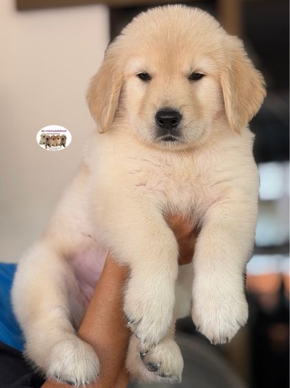 โกลเด้นรีทรีฟเวอร์ รูปที่ 2