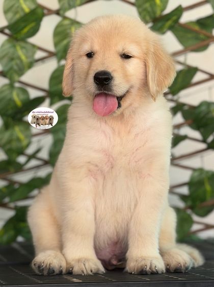 โกลเด้นรีทรีฟเวอร์ รูปที่ 3