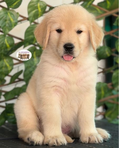 โกลเด้นรีทรีฟเวอร์ (Golden Retriever) ใหญ่ โกลเด้นรีทรีฟเวอร์