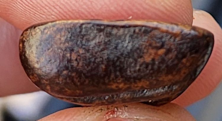 พระปิดตาหลวงพ่อแก้ว พิมพ์ใหญ่หลังแบบ พ.ศ.2400 รูปที่ 7