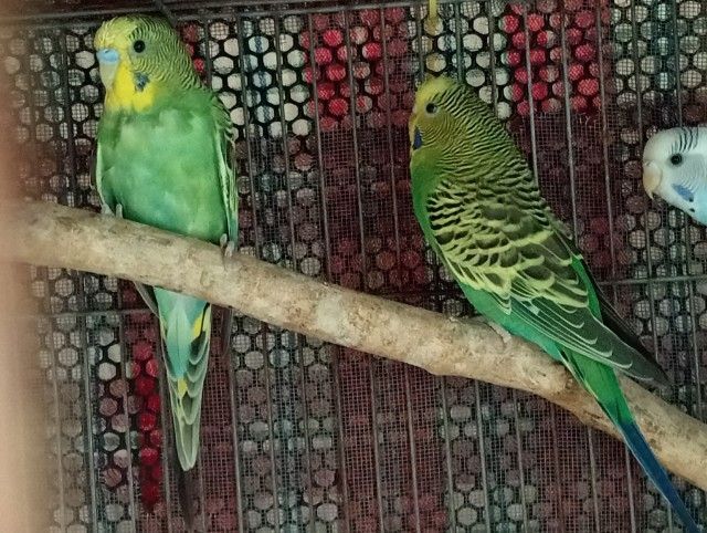 หงส์หยกสวยๆไม่แพงมี4ตัวๆละ150 รูปที่ 10