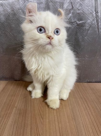 คนขายเลี้ยงเองครับ   น้องแมวพันธุ์ อเมริกันเคิร์ลผสมหิมาลายัน เพศชาย ( หูบิน ) ตาสีฟ้า พร้อมฉีดยา รูปที่ 2